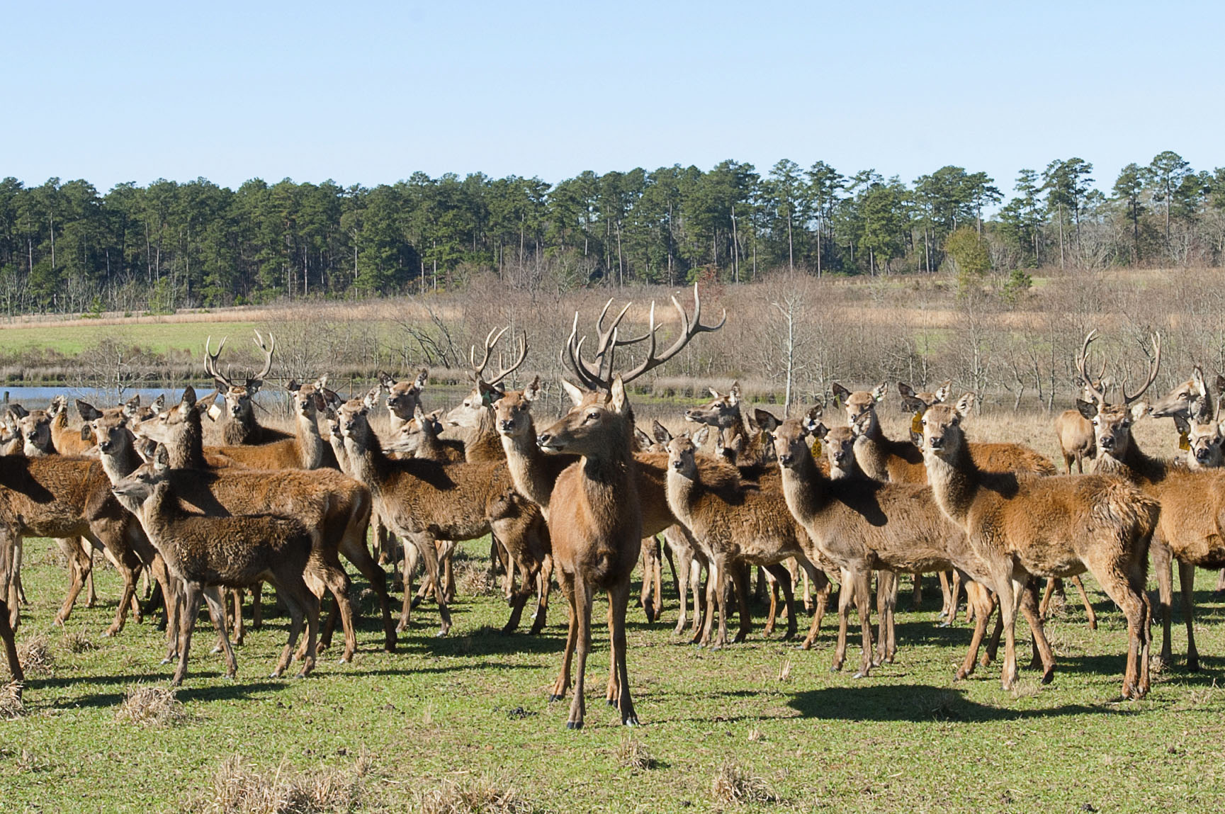 Bob R. Jones-Idlewild Research Station focuses on wildlife management